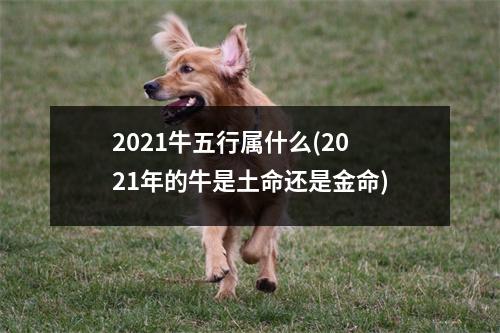 2021牛五行属什么(2021年的牛是土命还是金命)