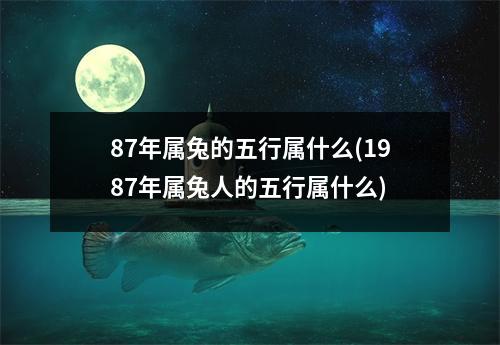 87年属兔的五行属什么(1987年属兔人的五行属什么)