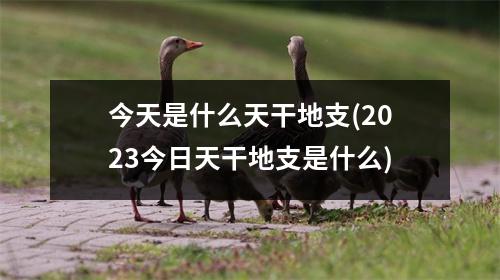 今天是什么天干地支(2023今日天干地支是什么)