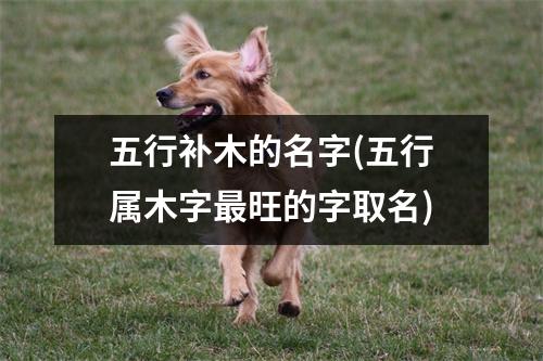 五行补木的名字(五行属木字旺的字取名)