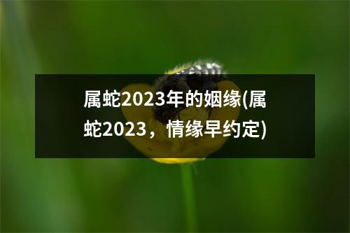 属蛇2023年的姻缘(属蛇2023，情缘早约定)