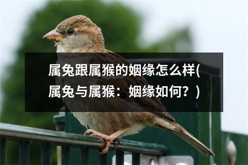 属兔跟属猴的姻缘怎么样(属兔与属猴：姻缘如何？)