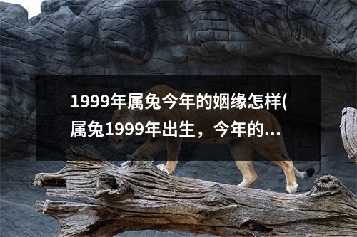 1999年属兔今年的姻缘怎样(属兔1999年出生，今年的姻缘如何？)