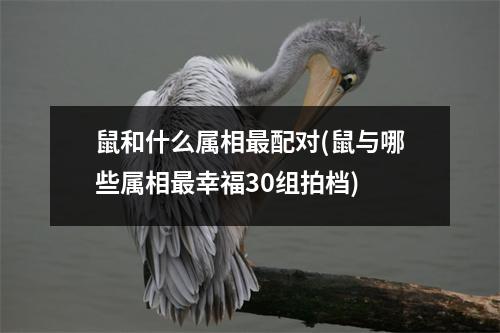 鼠和什么属相配对(鼠与哪些属相幸福30组拍档)