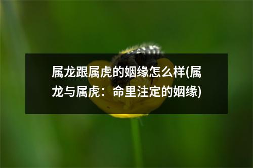 属龙跟属虎的姻缘怎么样(属龙与属虎：命里注定的姻缘)