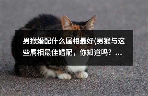 男猴婚配什么属相好(男猴与这些属相佳婚配，你知道吗？)