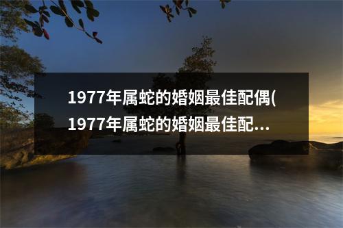 1977年属蛇的婚姻佳配偶(1977年属蛇的婚姻佳配偶)