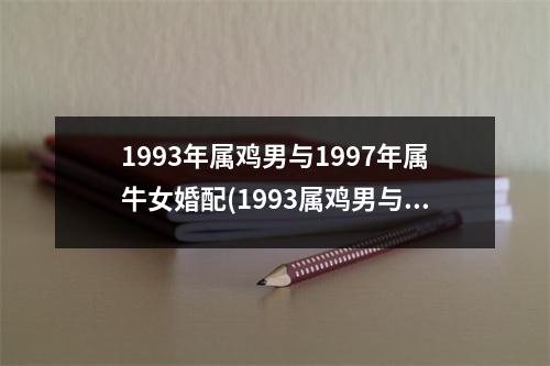 1993年属鸡男与1997年属牛女婚配(1993属鸡男与1997属牛女姻缘天定)