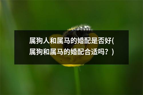 属狗人和属马的婚配是否好(属狗和属马的婚配合适吗？)