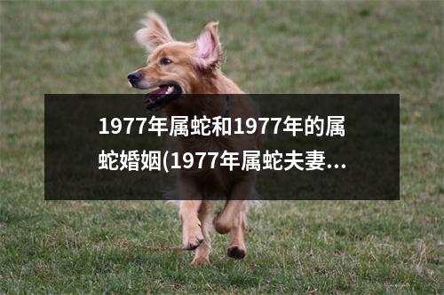 1977年属蛇和1977年的属蛇婚姻(1977年属蛇夫妻：缘定一生，相互成就)