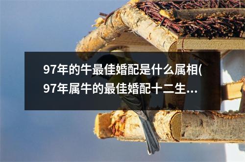 97年的牛佳婚配是什么属相(97年属牛的佳婚配十二生肖属相分析与配对建议)