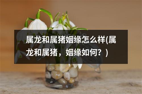 属龙和属猪姻缘怎么样(属龙和属猪，姻缘如何？)