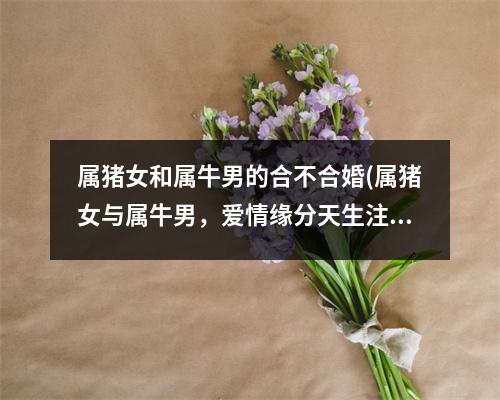 属猪女和属牛男的合不合婚(属猪女与属牛男，爱情缘分天生注定？)