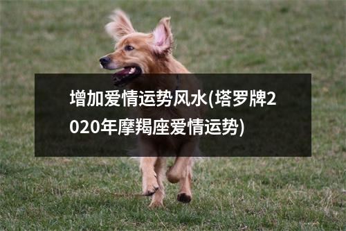 增加爱情运势风水(塔罗牌2020年摩羯座爱情运势)