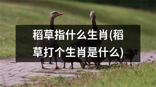 稻草指什么生肖(稻草打个生肖是什么)