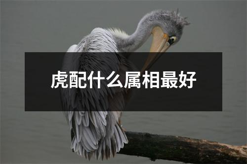 虎配什么属相最好