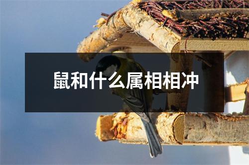 鼠和什么属相相冲