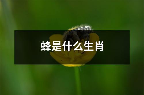 蜂是什么生肖