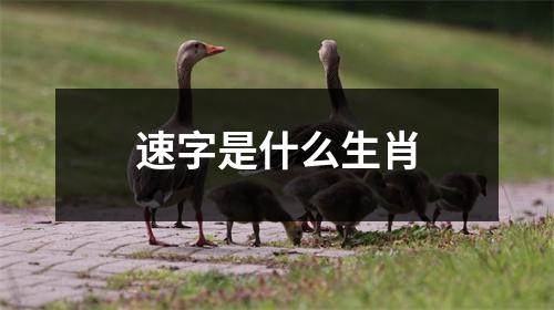 速字是什么生肖