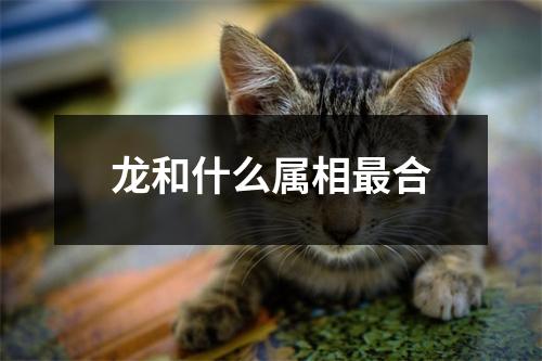 龙和什么属相最合