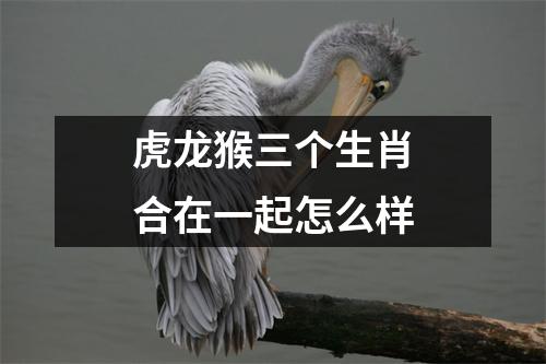 虎龙猴三个生肖合在一起怎么样