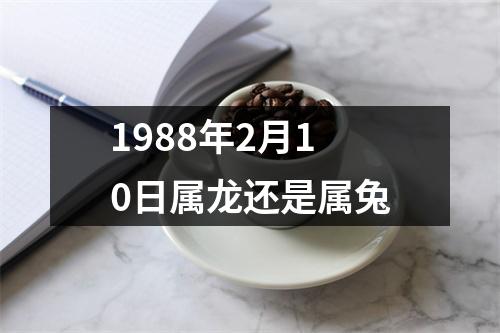 1988年2月10日属龙还是属兔