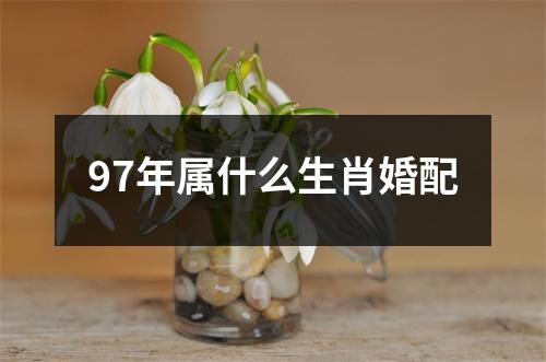 97年属什么生肖婚配