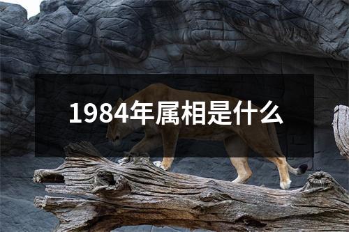 1984年属相是什么