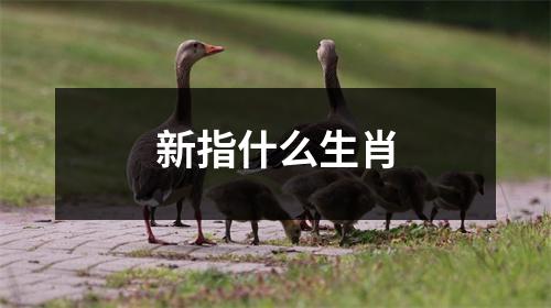 新指什么生肖