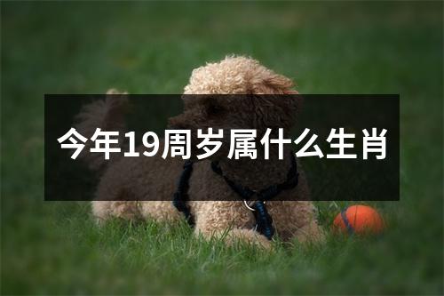 今年19周岁属什么生肖