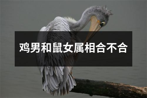 鸡男和鼠女属相合不合