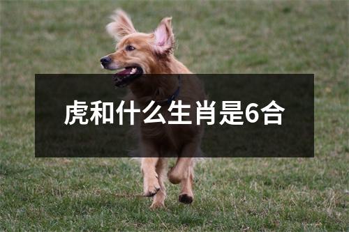 虎和什么生肖是6合