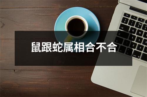 鼠跟蛇属相合不合