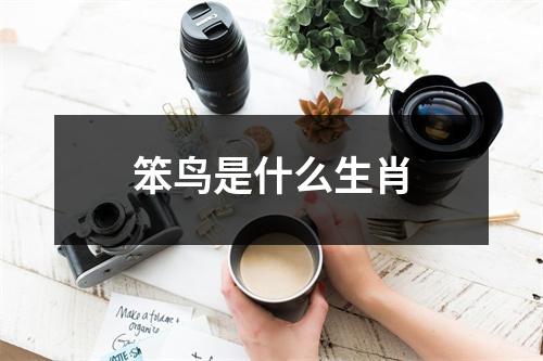 笨鸟是什么生肖