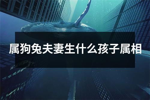 属狗兔夫妻生什么孩子属相