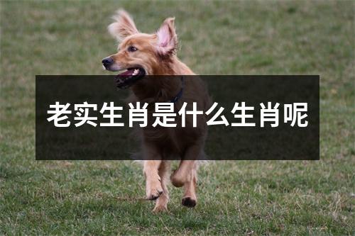 老实生肖是什么生肖呢