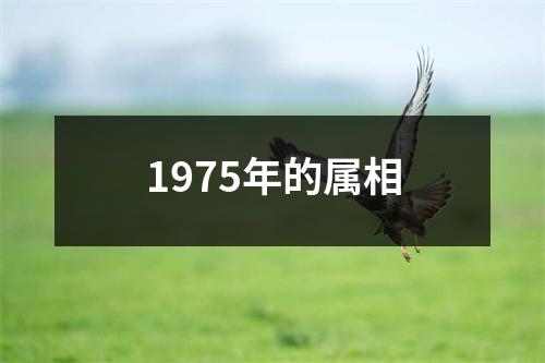 1975年的属相