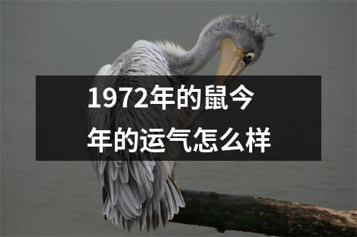 1972年的鼠今年的运气怎么样