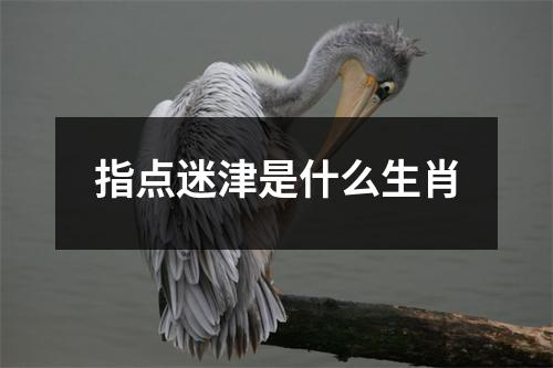 指点迷津是什么生肖