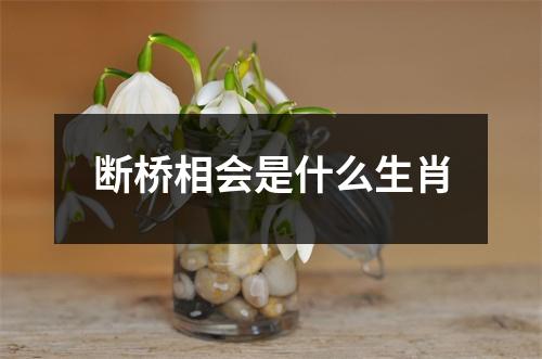 断桥相会是什么生肖