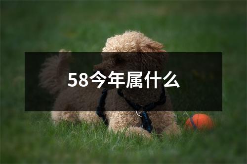 58今年属什么