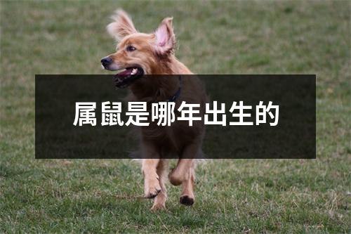 属鼠是哪年出生的