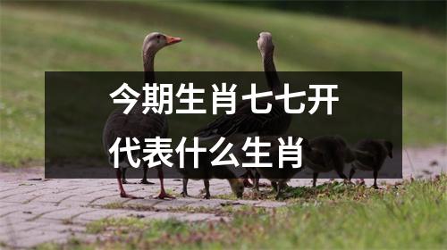 今期生肖七七开代表什么生肖