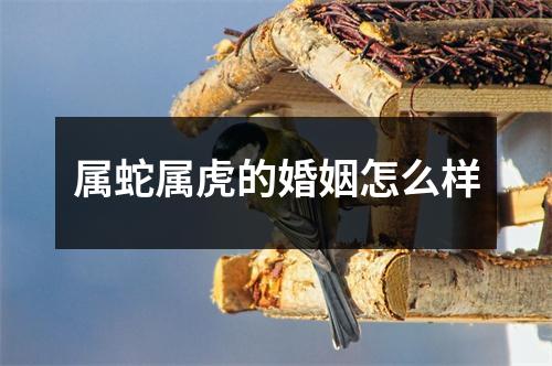 属蛇属虎的婚姻怎么样