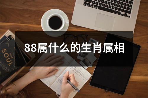 88属什么的生肖属相