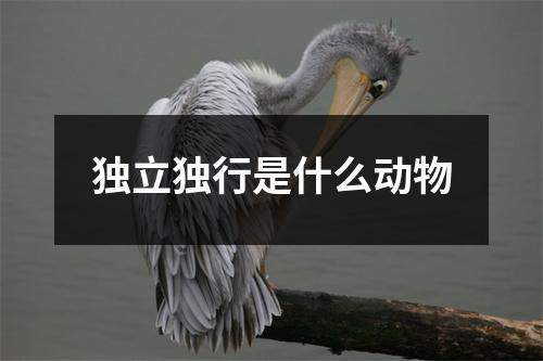 独立独行是什么动物