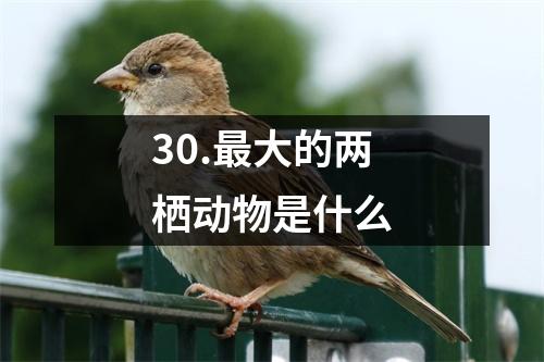 30.最大的两栖动物是什么