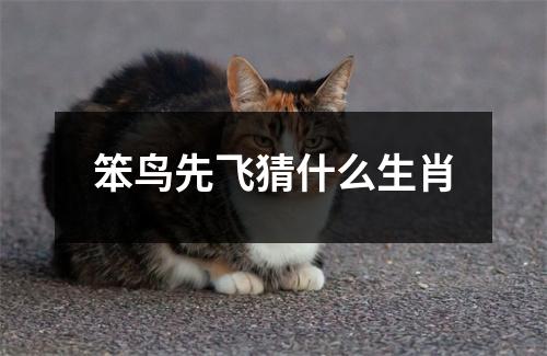 笨鸟先飞猜什么生肖