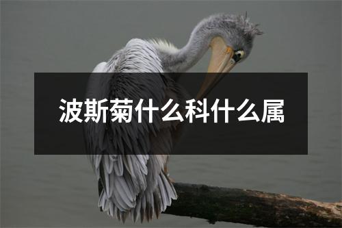 波斯菊什么科什么属