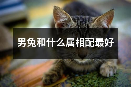 男兔和什么属相配最好